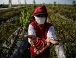 Mau Tau Gak ! Salah Satu Lumbung Cabai Terbesar di Sumut ada di Desa Ini, Petaninya Bilang Menanam Cabai Ibarat Mengurus Bayi, Kok Bisa ? Begini Cerita Petani Itu