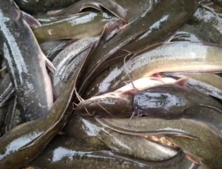 Asam Urat Jangan Makan Ikan Sembarangan, Ini Ikan Yang Aman Dikonsumsi