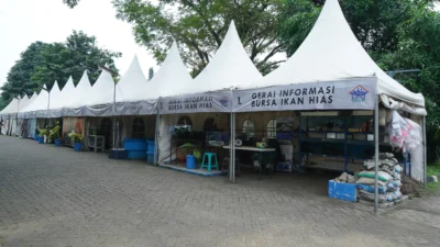 Bisnis Ikan Hias Cukup Menjanjika, Dapat Dilakukan Semua Kalangan