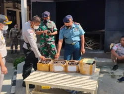 KKP Musnahkan 131 Kg Teripang di Merauke