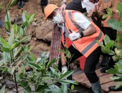 Papua Memang Kaya SDA-nya, Selain Ada  Obyek Wisata Raja Ampat,  Kawasan Taman Wisata Mangrove Klawalu Kota Sorong Bikin Daya Pikat Pengunjung, Ini Tanggapan Sandiaga Uno