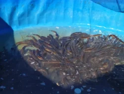 Ratusan Ikan Ini Bikin Geregatan