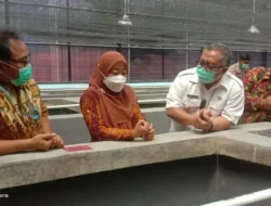 Ikan Sidat Kabarnya Banyak Dicari Restoran Jepang di Seluruh Dunia, Agar Populasi Stabil & Nggak Mau Seperti Terjadi di Jepang & Eropa, Begini Dilakukan KKP  