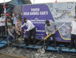Mengintip Budidaya Bawal Hybrid, 3 Komponen Perlu Diperhatikan Dalam Pendekatan Blue Economy