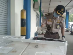 Berkat Ini, Kini Pelaku Usaha di Maluku Bisa Ekspor Kepiting Bakau ke Shanghai