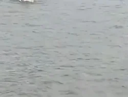 Kemarin Video Bocah SD dari OKI Ini Bikin Heboh Mengayuh Streoform Seberangi Sungai, Nah Biar Jelas Kades Ds. Kuala Sungai Dua Belas Buka Suara