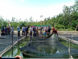 Alasan Inilah yang Bikin Desa Persiapan Bakal Jadi Sentra Pencontohan Ternak Lele di Muba