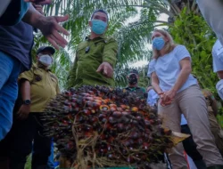 Keluh Kesah Petani Sawit Muba di Hadapan Dubes Norwegia, Begini Responya..