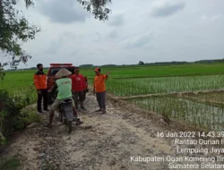 Dampak Terendam Banjir, 2.773 Hektare Lahan Persawahan Ini Terancam Fuso, Pemdanya Upayakan Bantuan Benih dari CBN
