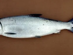 Bawa Keberuntungan, Makna di Balik Ikan Bandeng dan Tahun Baru Imlek