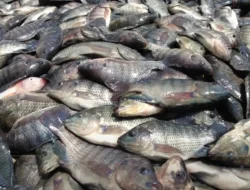 Berbasis Kearifan Lokal, Pemerintah Dirikan Kampung Budidaya Ikan Nila Salin