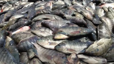 Berbasis Kearifan Lokal, Pemerintah Dirikan Kampung Budidaya Ikan Nila Salin