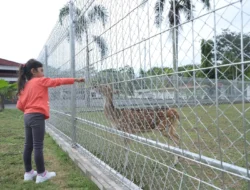 Ada wisata rusa totol di Rumdin Bupati Muba, kunjungi yuk !