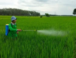 Bimsalabim…petani milenial dari desa di OKI ini hasilkan cuan dari limbah jadi pupuk organik