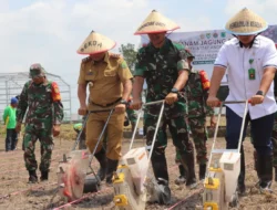Tanam jagung serentak