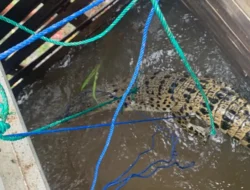 Wah…,Hewan Reptil Ini Terjebak dalam Perangkap Ikan Warga, Lantas Bagaimana Reaksi BKSDA ?