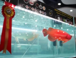 Pameran Ikan Hias, Upaya Tingkatkan Perekonomian Dan Edukasi Bagi Masyarakat