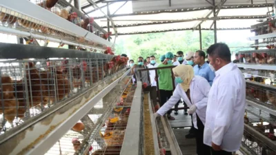 Banyuasin Jadi Role Model, Herman Deru Canangkan Era Baru Peternakan Modern di Sumsel