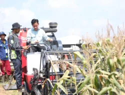 Kenaikan Produksi Beras dan Gabah Sumsel Tertinggi dari 5 Besar Provinsi Produsen Beras Nasional