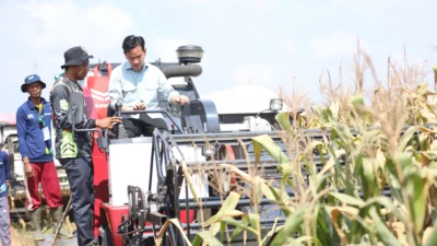 Wapres Panen Raya Jagung di Banyuasin, Gubernur Herman Deru Tunjukkan Komitmen Sumsel Jadi Lumbung Pangan Nasional