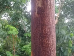 Tiang Listrik Keropos & Berkarat, Ancam Keselamatan Warga Perum Pesona Harapan Kalidoni