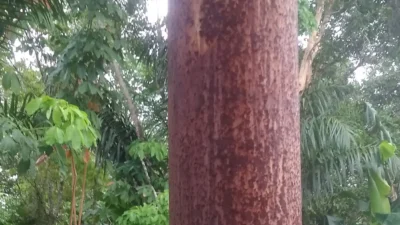 Tiang Listrik Keropos & Berkarat, Ancam Keselamatan Warga Perum Pesona Harapan Kalidoni
