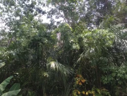 Angin Sepoi-sepoi di Musim Kemarau Menembus Ruang-ruang Rumahku
