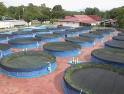 Biar Produksinya Berkualitas & Punya Daya Jual Tinggi, Pembudidya Ikan Lokal di Kalsel Peroleh Stumulan