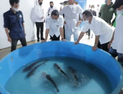 Menggiurkan, Diprediksi Menteri KKP Putaran Ekonomi Dihasilkan Kampung Budidaya Patin Cisilad Saat Ini Capai Triliunan Rupiah
