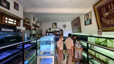 Ada Keluhan di Medsos dari Pelaku Ikan Hias, Respon Cepat, KKP Lakukan Ini..