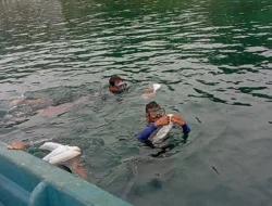 Lepasliarkan 115.860  benih bening lobster