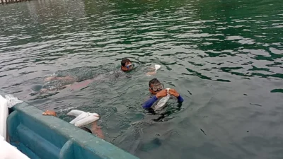 Lepasliarkan 115.860  benih bening lobster