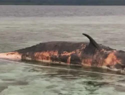 Kerap Terdampar Di Perairan Kampung Arborek Raja Ampat Sorong, Paus Sperma Jadi Ide KKP Untuk Tarik Minat Wisata Edukasi
