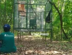 Sepasang Siamang Dilepasliarkan