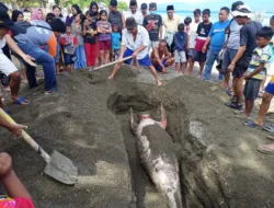 KKP & Masyarakat Gotong Royong Kuburkan Dugong Ditemukan Dalam Kondisi Mati