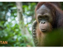 Rangkaian Peringatan Hari Lingkungan Hidup Sedunia, Lima Orang Utan Dilepasliarkan