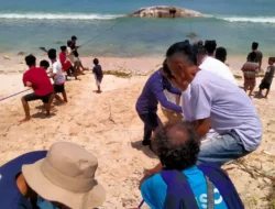 Ada Paus Sperma Terdampar, Sayangnya Ikan Raksasa Itu Sudah Dalam Kondisi Bangkai, Uniknya Saat Dikubur Warga di Daerah Ini Dilakukan Ritual Adat, Apa Tujuannya !