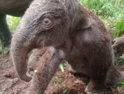 Duh.. ! Lucunya Anak Gajah Sumatera yang Baru Lahir  di Elephants Flying Squad TN Tesso Nilo