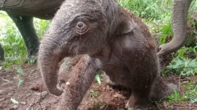Duh.. ! Lucunya Anak Gajah Sumatera yang Baru Lahir  di Elephants Flying Squad TN Tesso Nilo