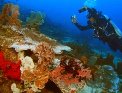 Keren, Ada Kompetisi Fotografi Bawah Air