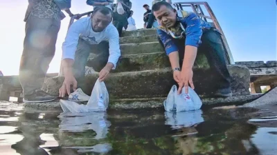 Dukung kekayaan laut Wakatobi, 30 varian ikan nemo berhasil dibudidayakan