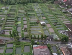 Menengok Kampung Lele di Boyolali, Wujud Implementasi Konkret KKP