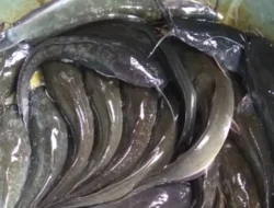 Jangan Sepelekan Ikan Lele, Ternyata Kaya Nutrisi