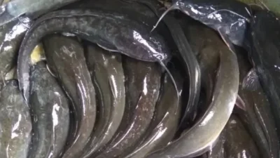 Jangan Sepelekan Ikan Lele, Ternyata Kaya Nutrisi