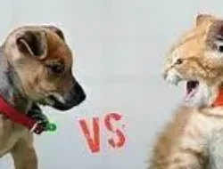 6 alasan kucing & anjing sering berantem