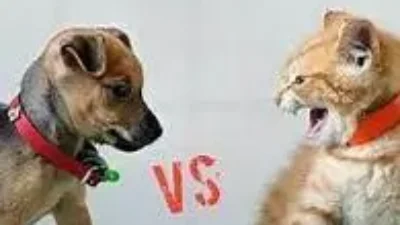 6 alasan kucing & anjing sering berantem