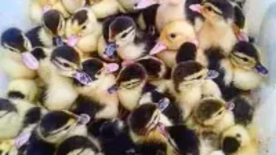 Ada Penghuni Baru di Kampungku, “Kwak-kwak”, “krrr, krrr, krrr”, Suara Bebek Entok Sambut Pagi Hari
