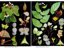 Ente suka bunga ? Ada Temuan 2 spesies baru begonia asal Kepulauan Maluku, Peneliti BRIN sebut unik, kelompok begonia seksi Petermannia