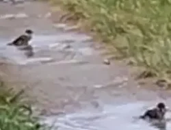 Kisah 3 ekor burung gereja bercengkram sembari mandi & minum air genangan hujan di jalan