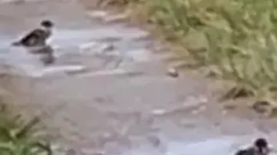 Kisah 3 ekor burung gereja bercengkram sembari mandi & minum air genangan hujan di jalan